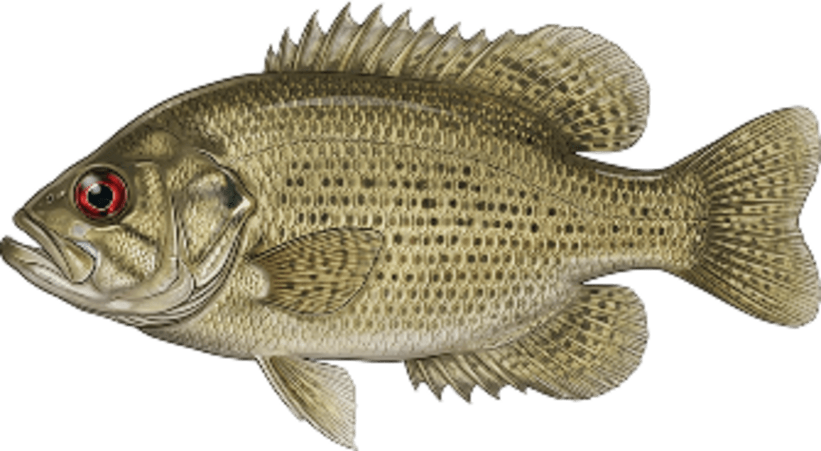 Rock bass