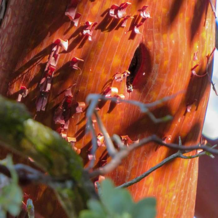 Near Mount Sizer via "The Shortcut"