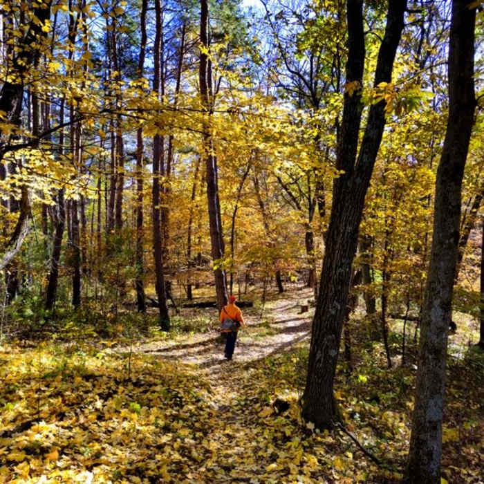Fall color along the Chisago Loop. Near River View Trail (Chisago Loop)