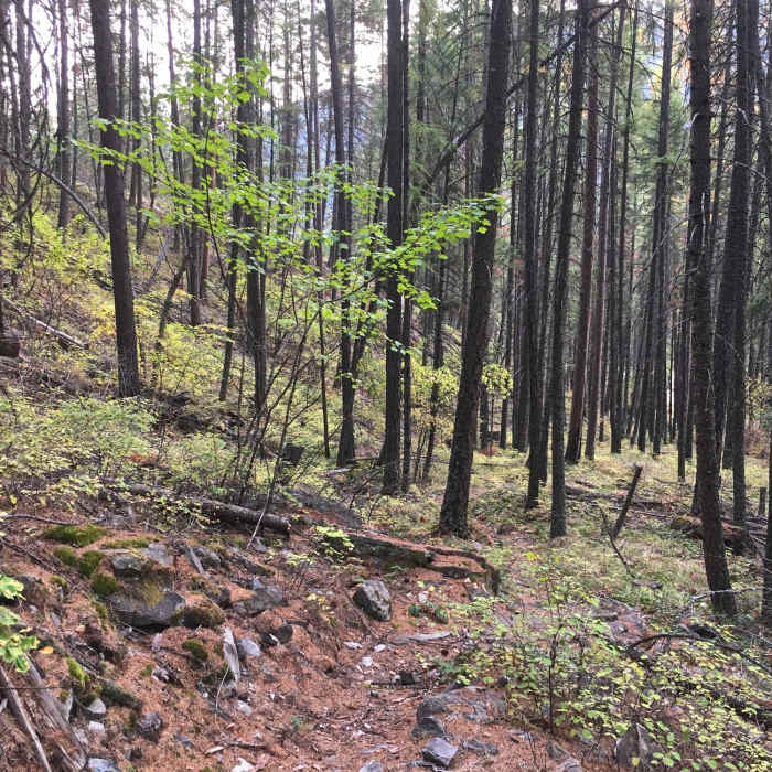 Narrow, needle-strewn trail begins its gradual climb from Peck Gulch day use area. Near Peck Gulch Nature Trail #550