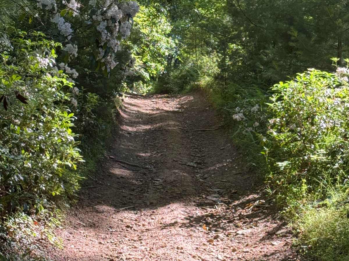 Zink Fork Trail photo 2