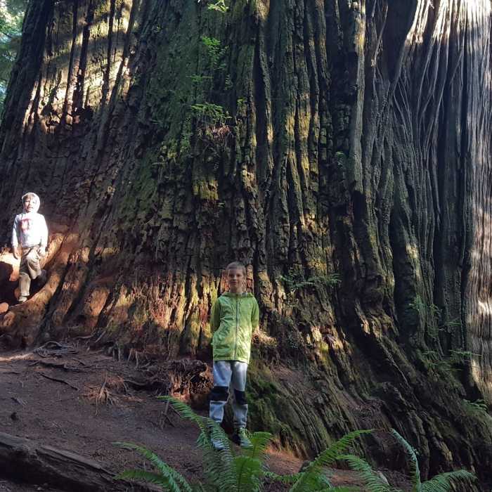 Near Boy Scout Tree Trail
