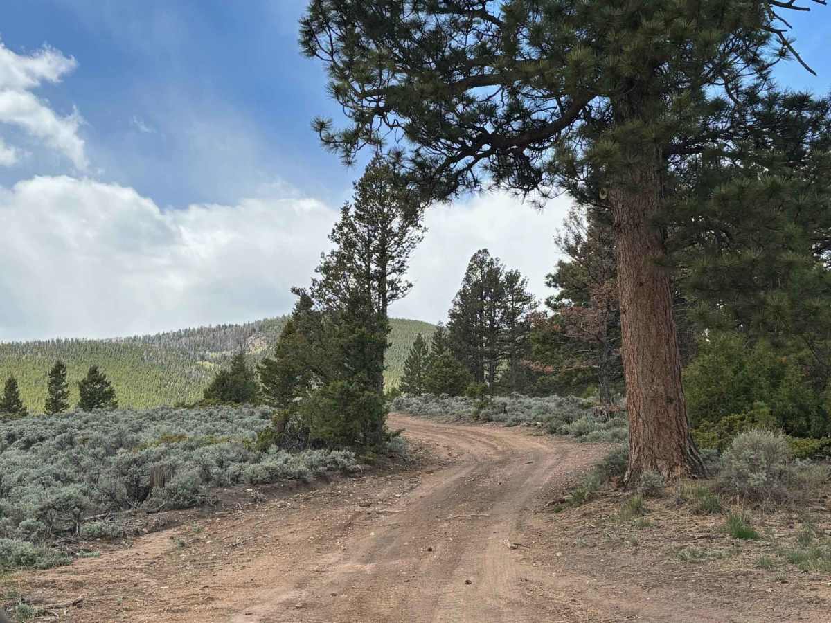 Velvet Buck Road photo 3