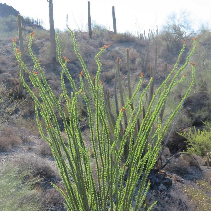 Near Cowpie Rock Loop