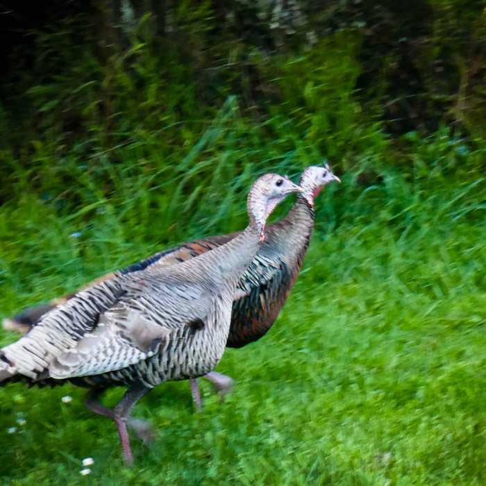 Near Jewel Lake Loop