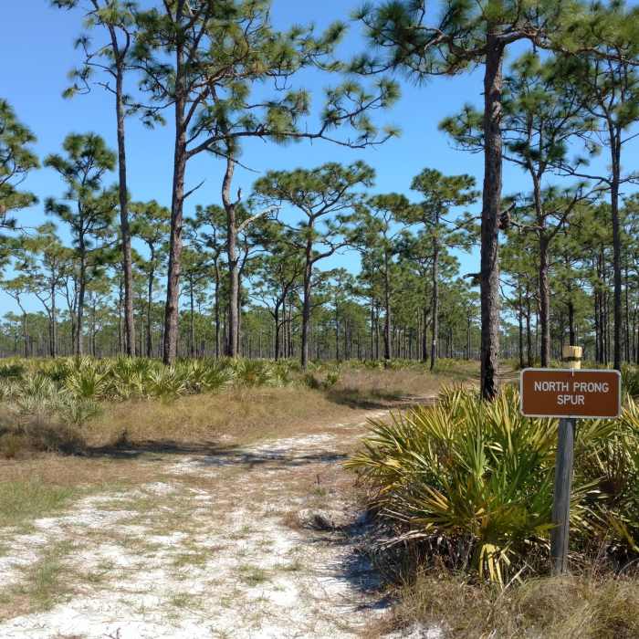 Near North Prong Spur