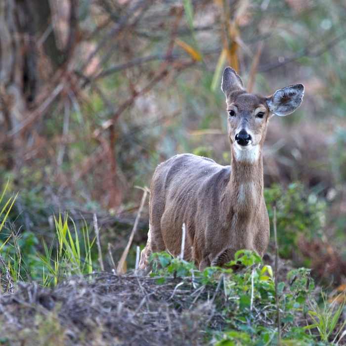 Hello Deer! Near John Heinz: West Loop
