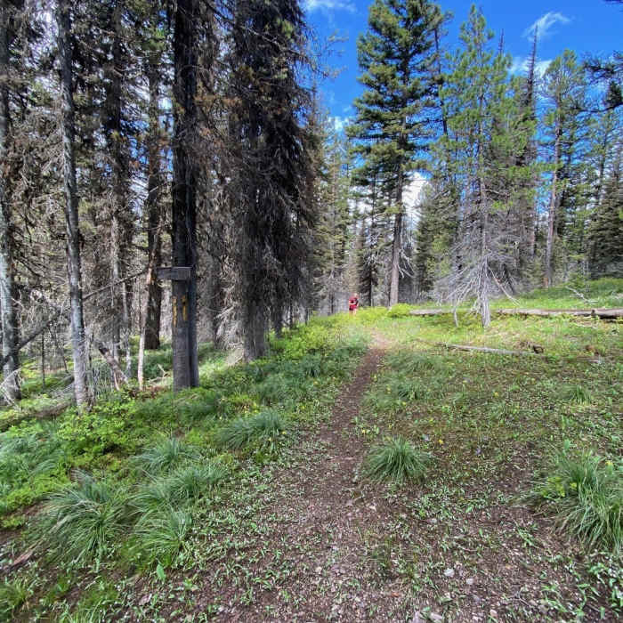 Near Sheep Mountain Loop