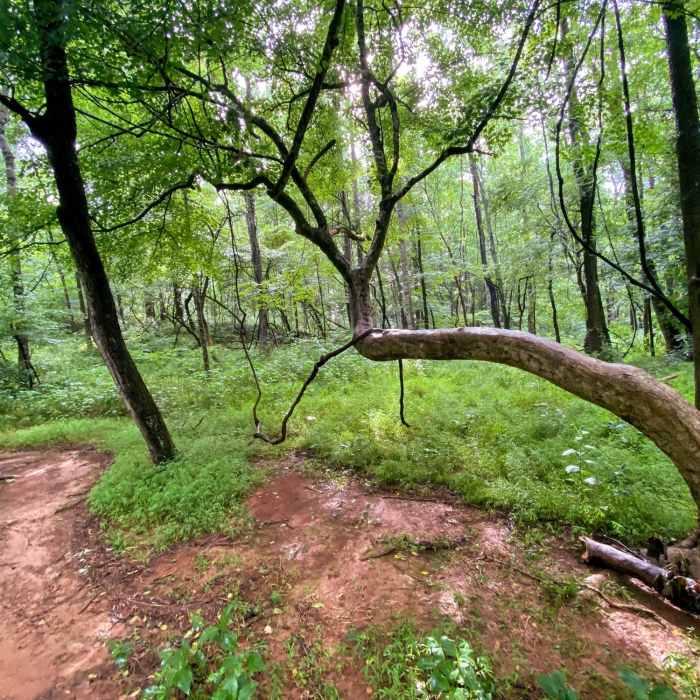 Near Main Loop Trail