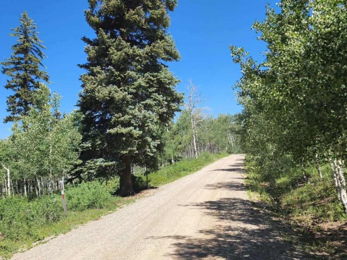 Spring Creek Road photo 2