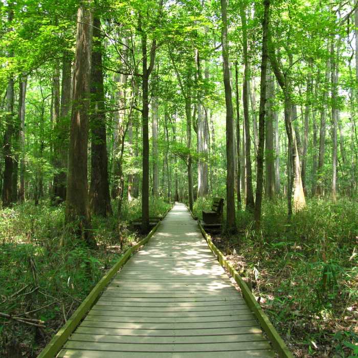 Lower Boardwalk Trail, Congaree National Park Near Bluff Trail