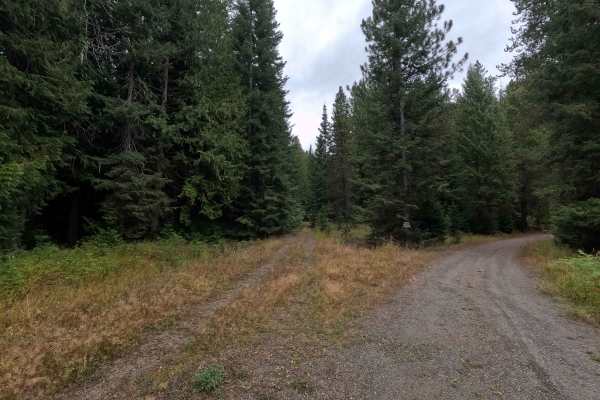 West Branch Flat Creek - FS 462