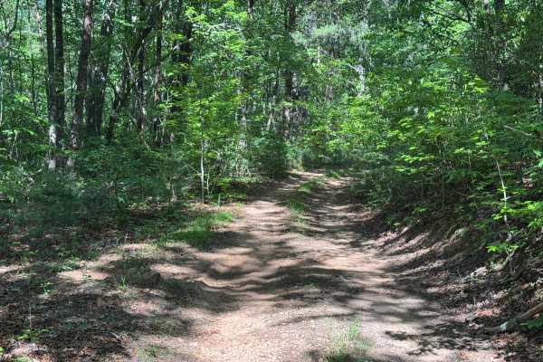 East Cane Creek - FS 243