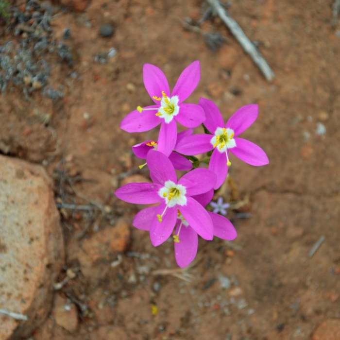Near Kwaay Paay Peak Trail