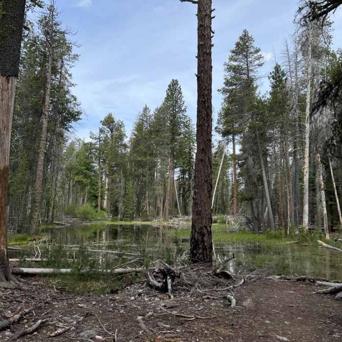 Near Reflection Lake and Lily Pond