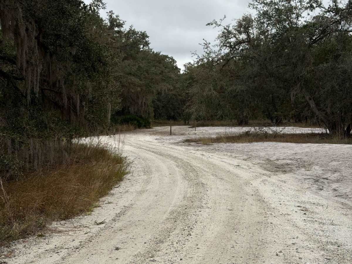 Sailor Hammock Road - Three Lakes WMA photo 3