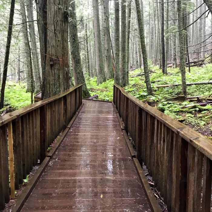 Near Trail of the Cedars