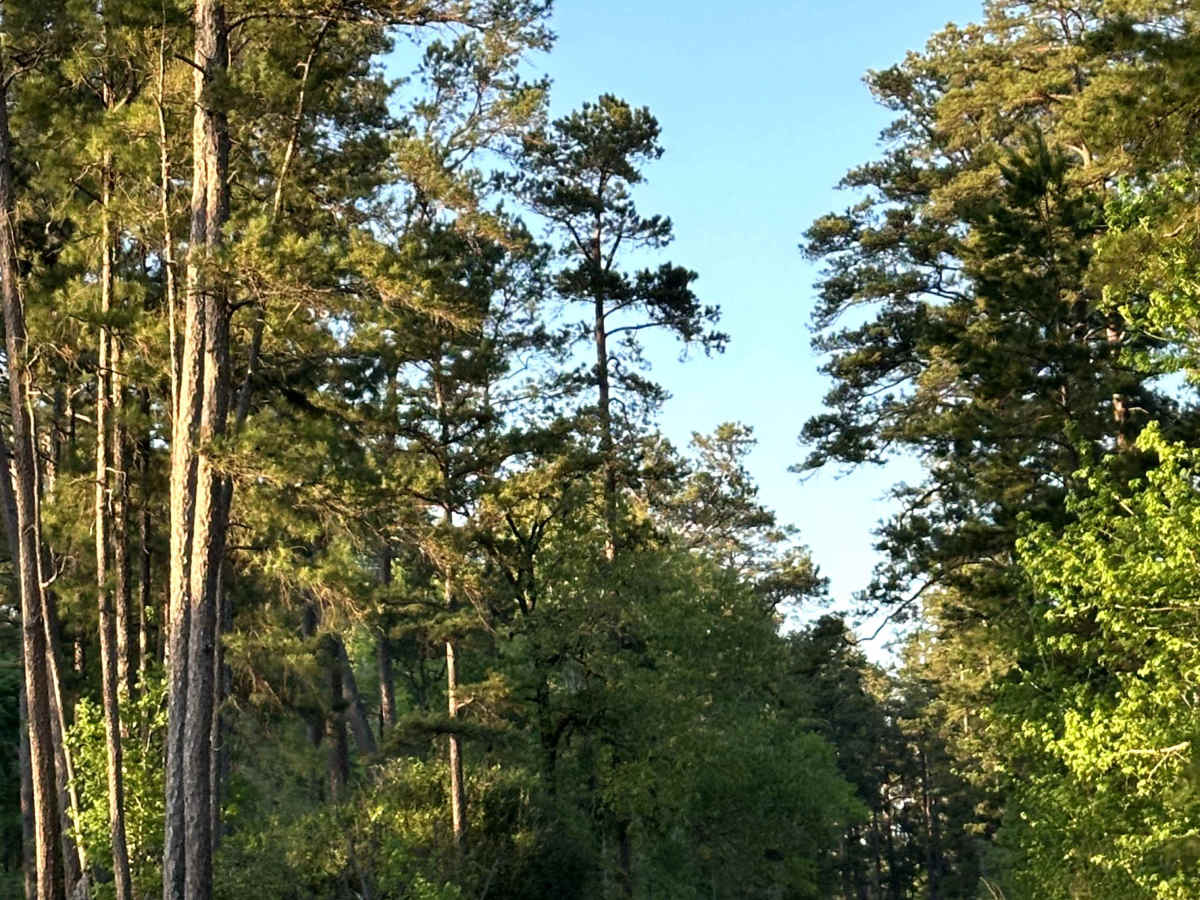 County Road 1125 photo 6