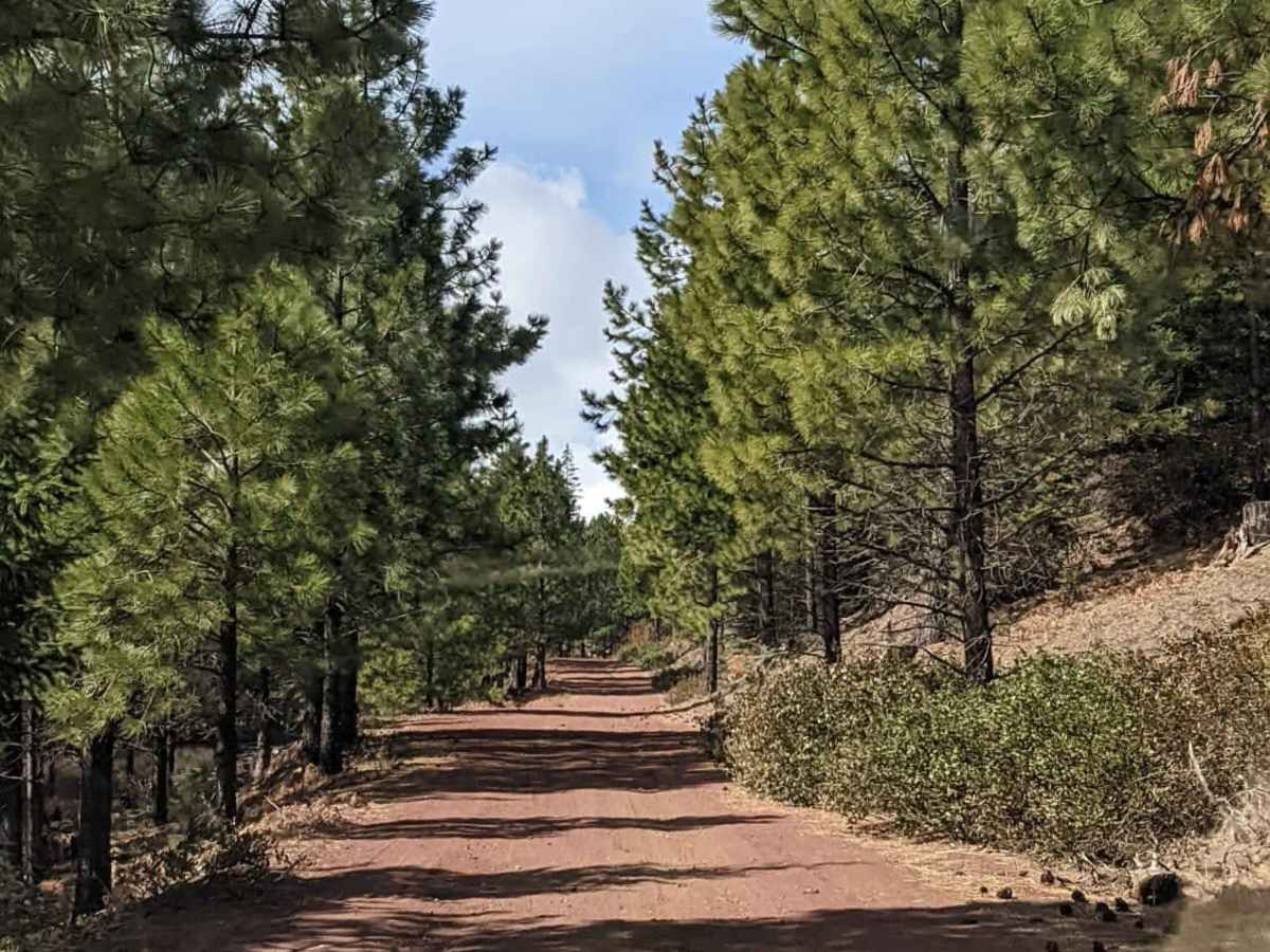 Upper Cross District Trail - NF 103000 photo 2