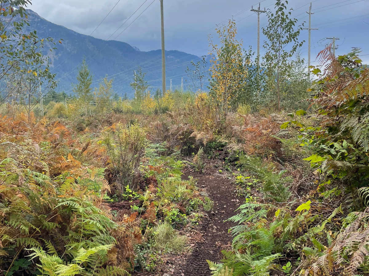 Fern Turns trail photo