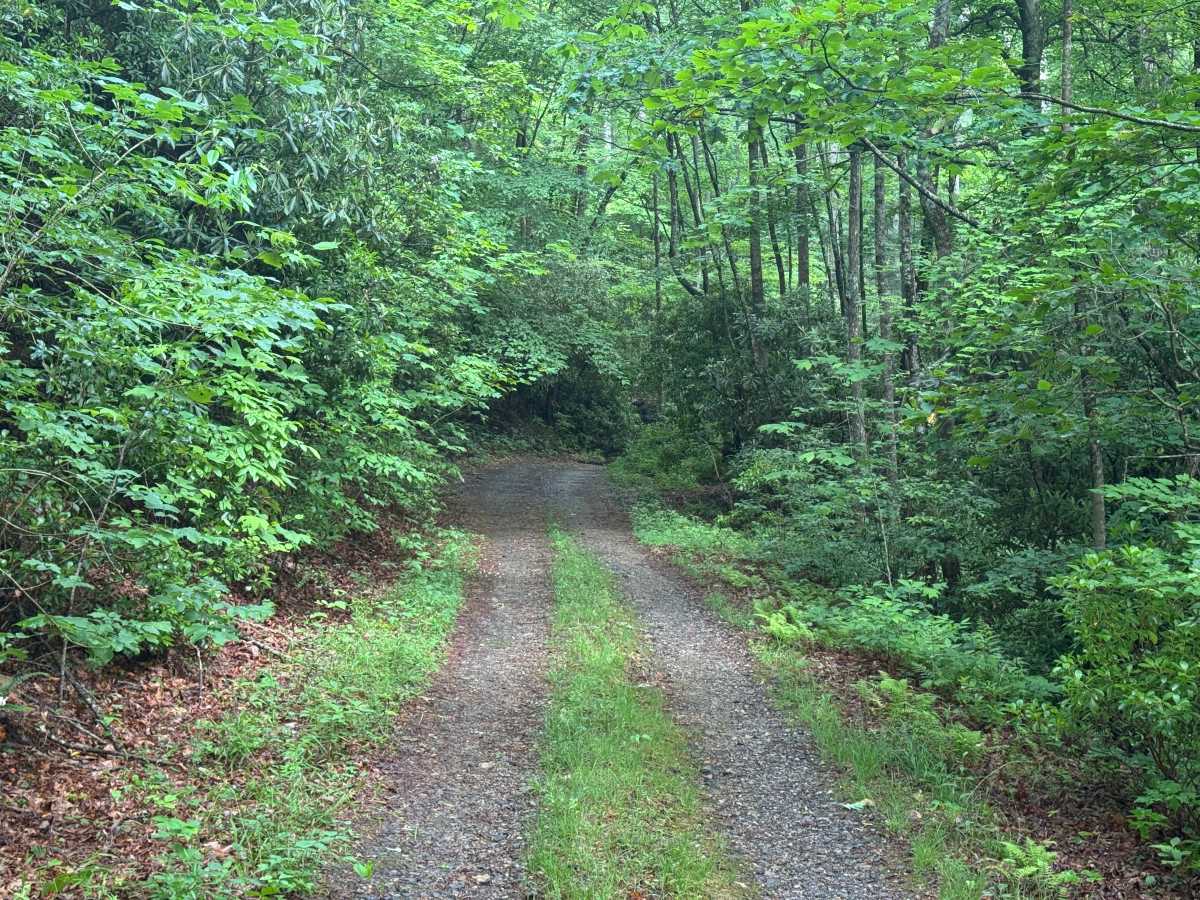 Wildcat Creek - FS 329 photo 6
