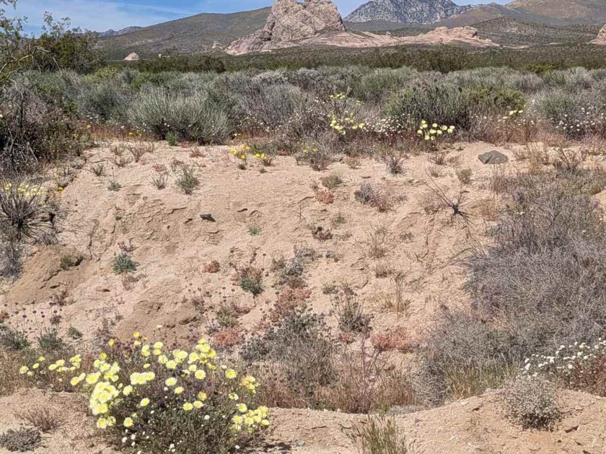 BLM LA1 Highway 178 South photo 2