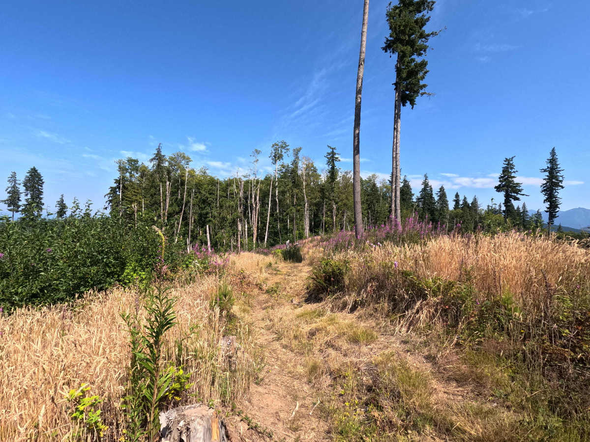 Laddy Buck Trail photo 2