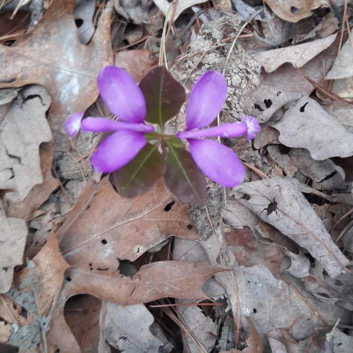 Near Jacobs Ladder Trail