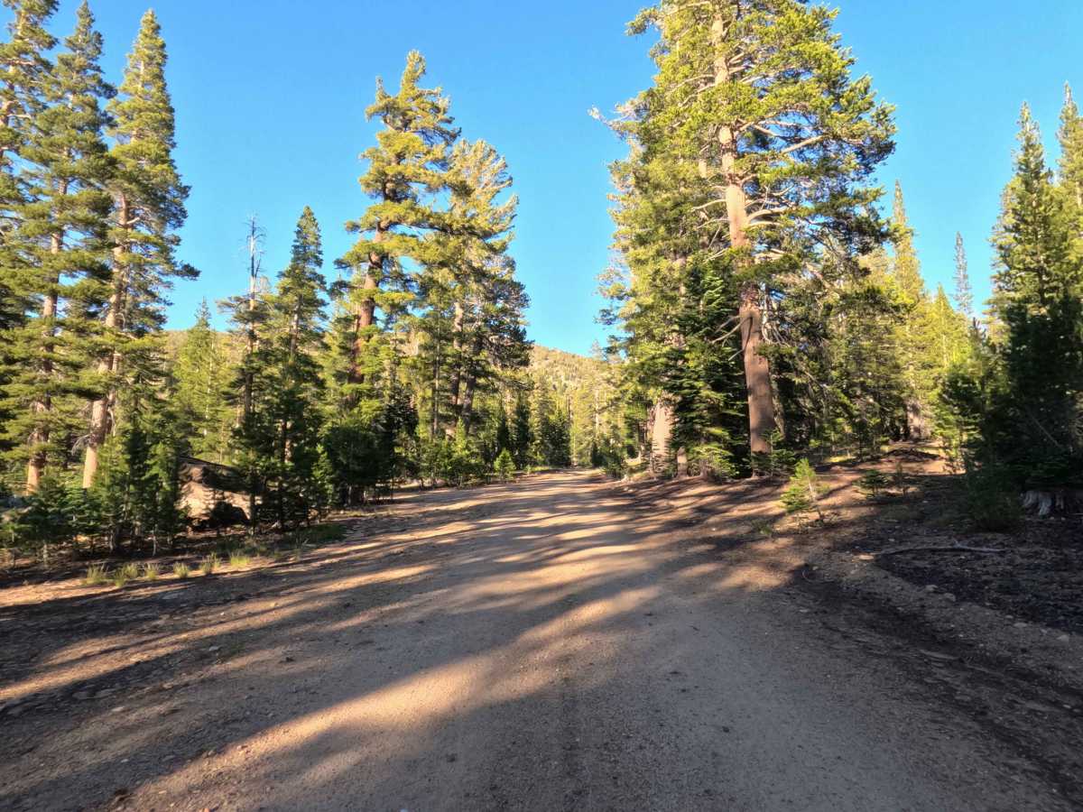 Jobs Peak Trail Spur - FS 31051A photo 5