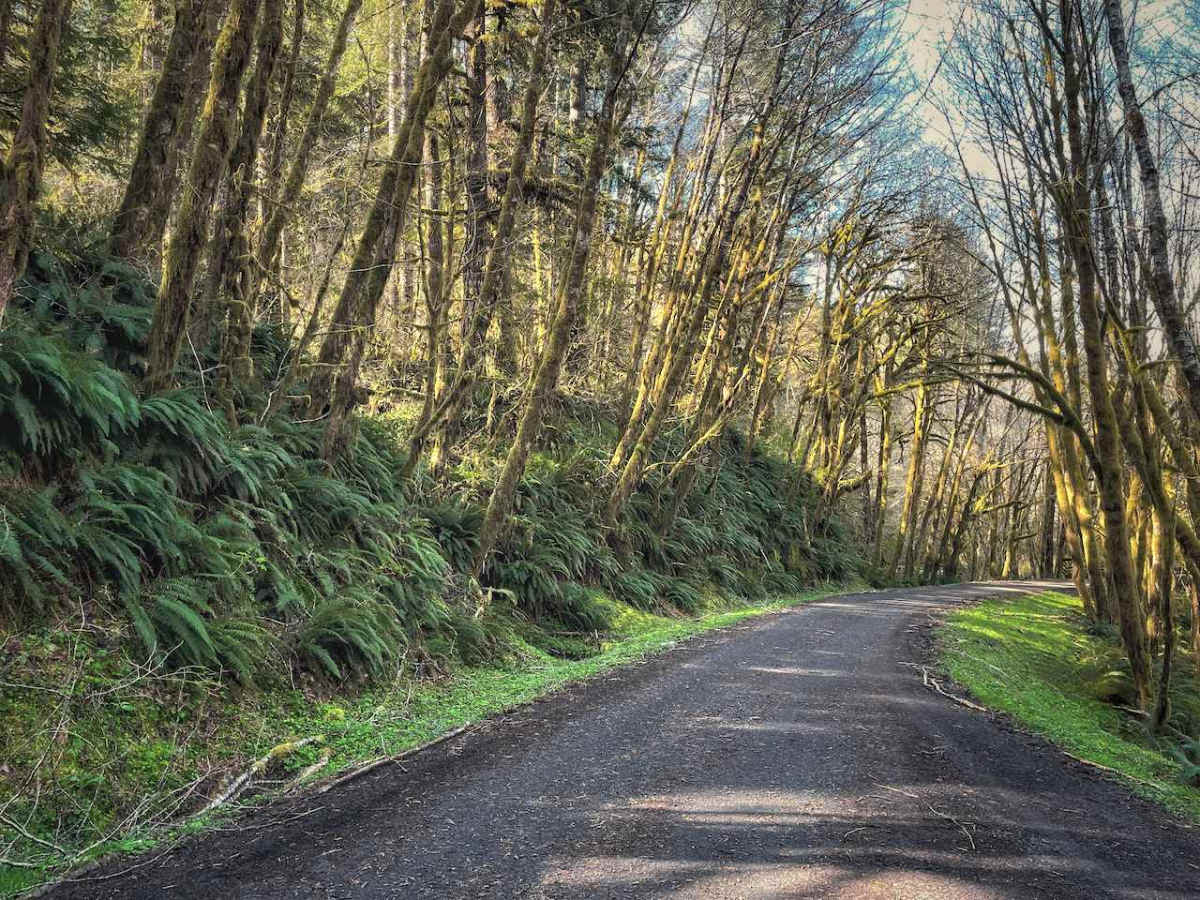 Hoag Pass Road trail photo