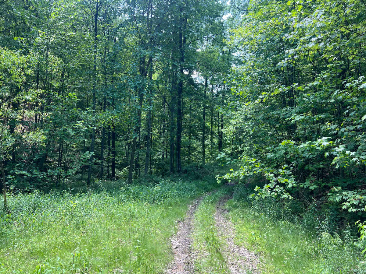 KC21 - Sugar Camp Road photo 5