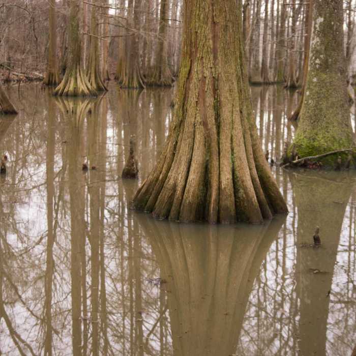 Near Chicot State Park Hiking Trail