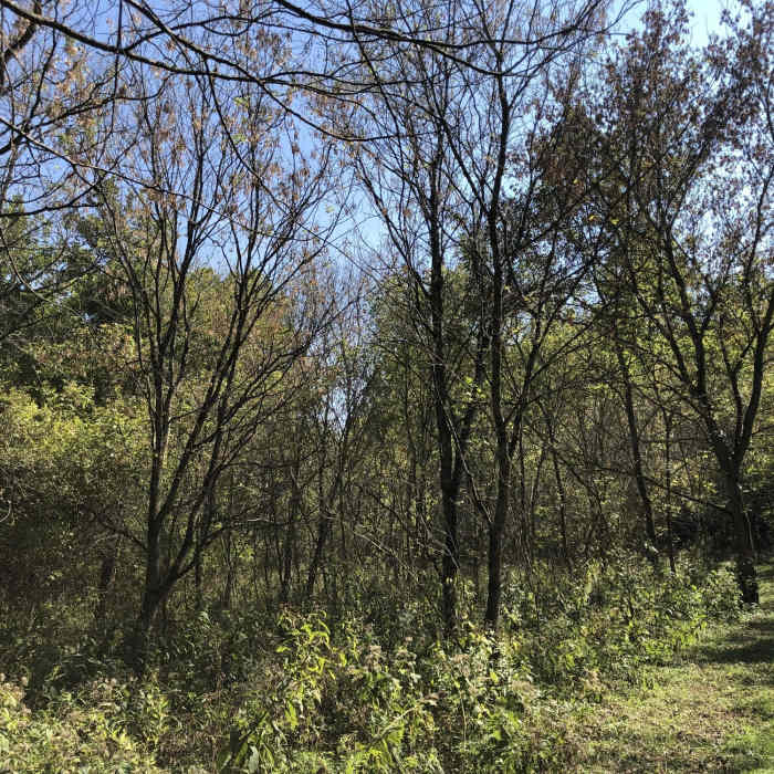 Near Creekside Reserve Loop Trail