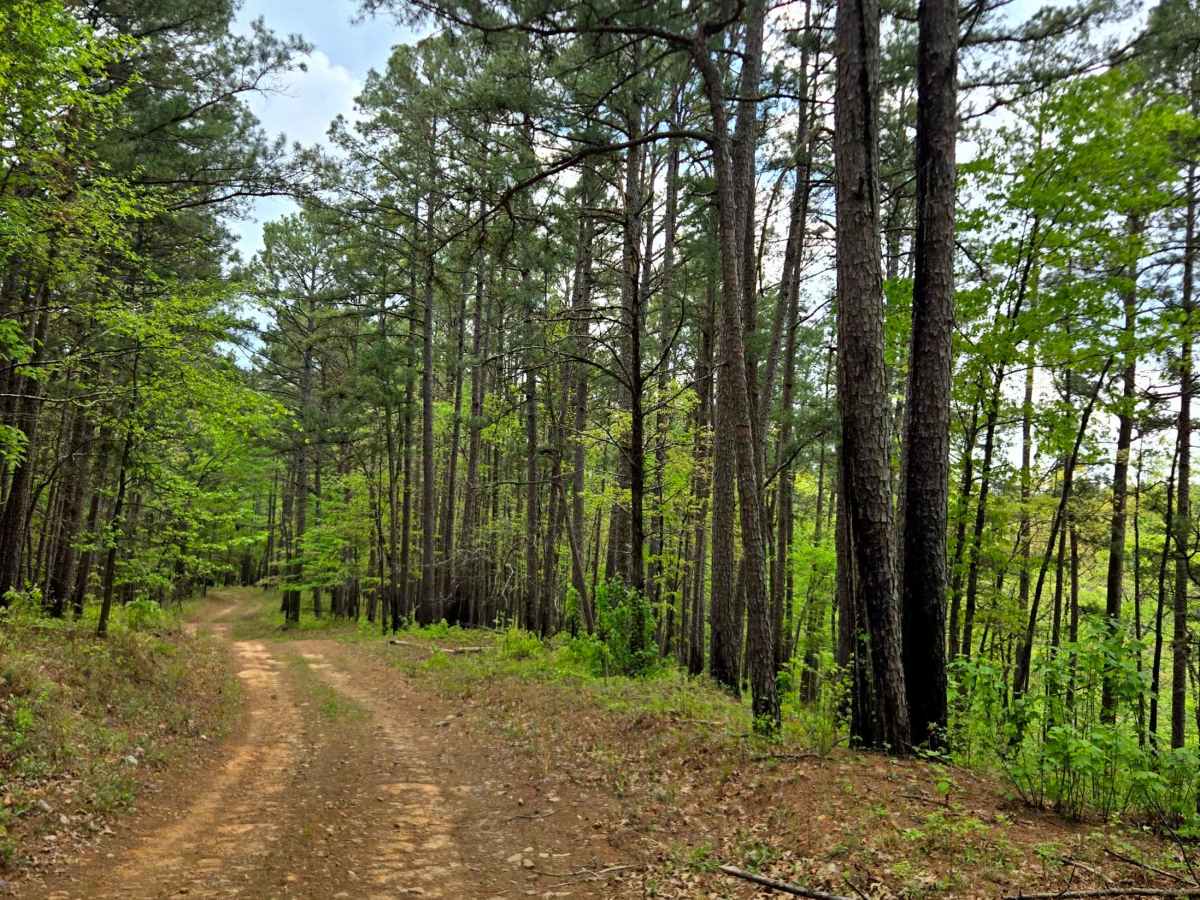Jackson Ridge trail photo