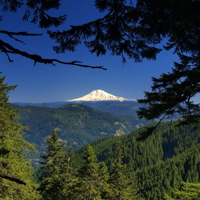 Near Starvation Ridge Trail #414