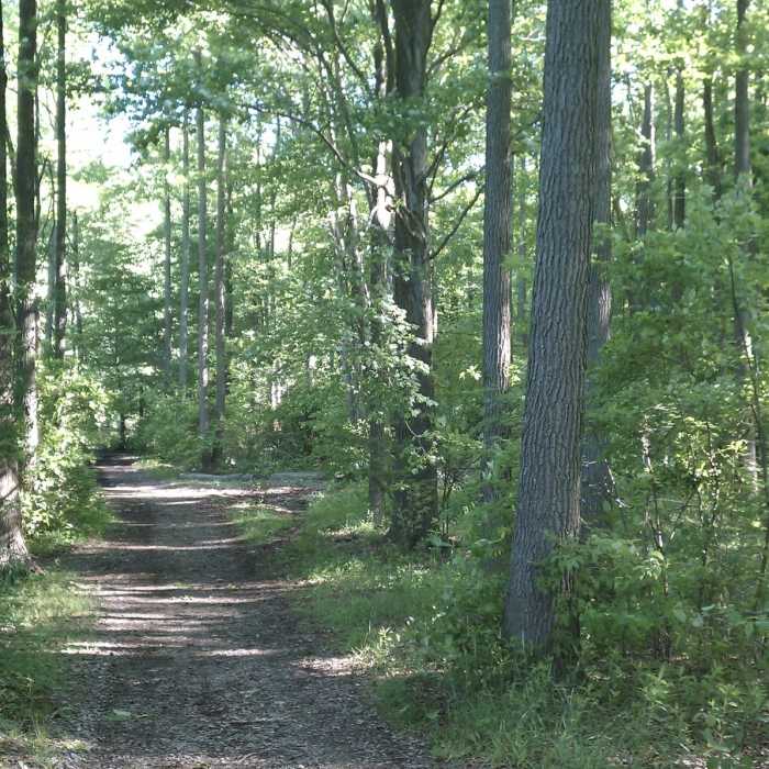 Near Swamp Forest Trail (Lums Pond)
