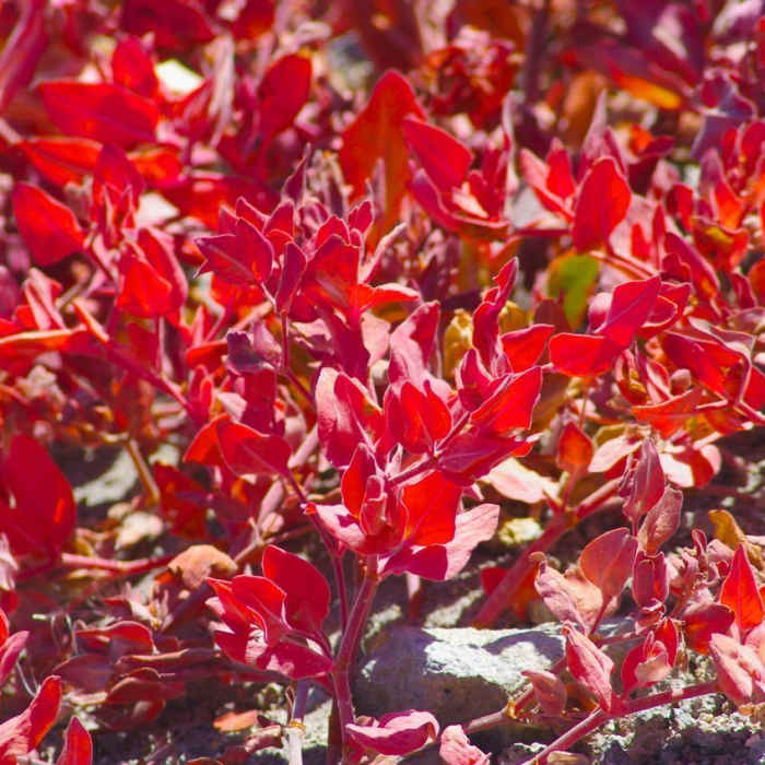 Near PCT: Timberline Lodge to Hwy 35 Out and Back