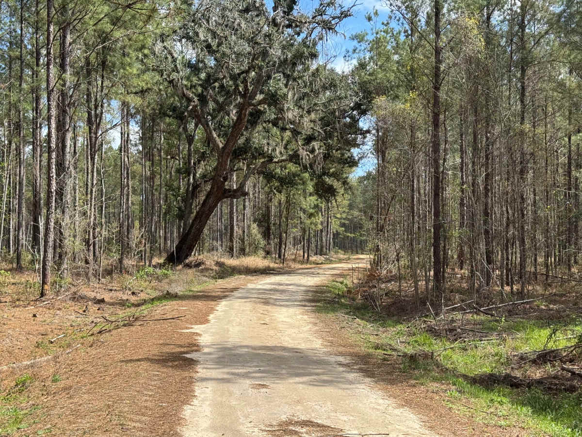Gibson Island Road photo 6
