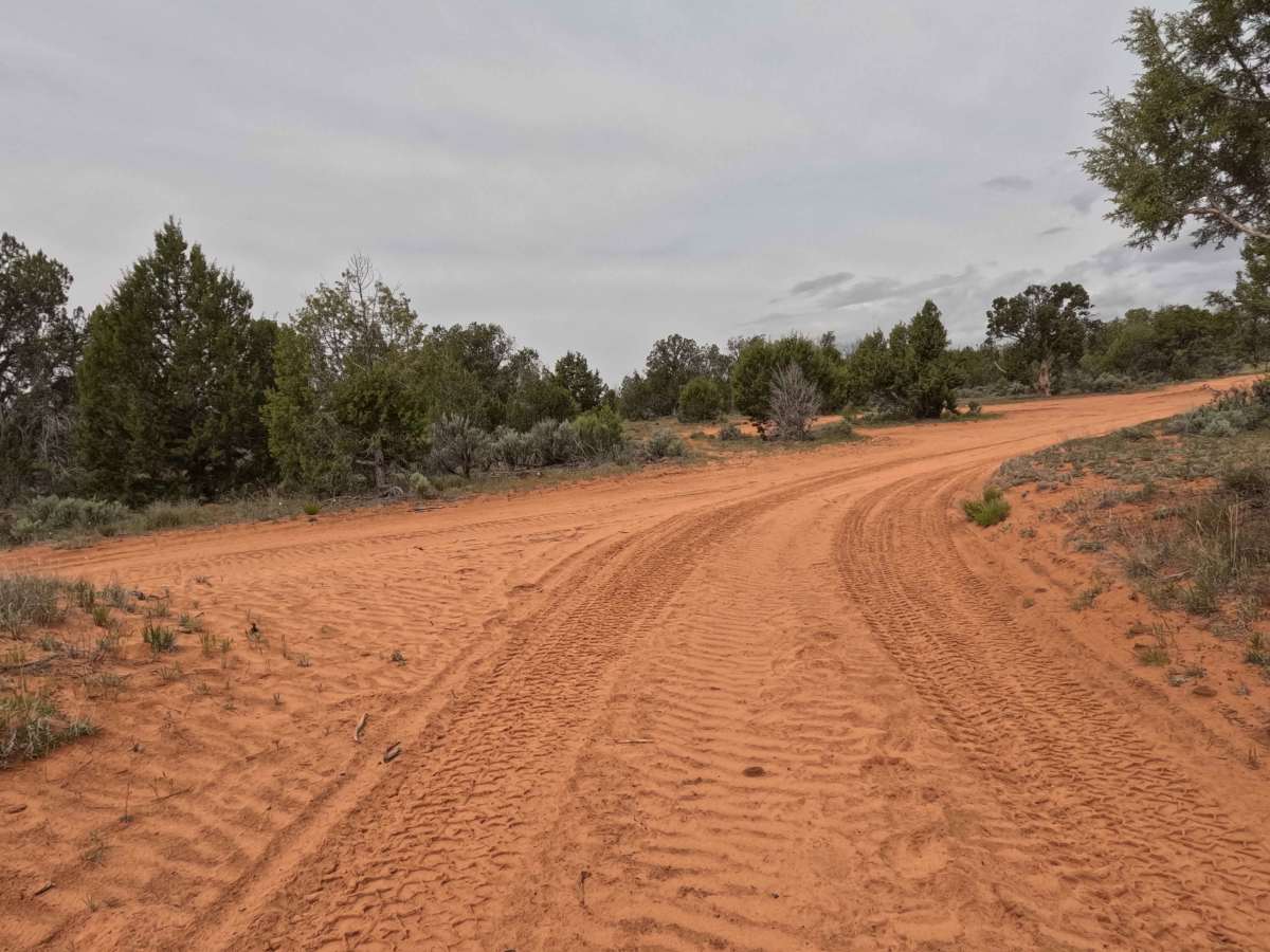 BLM 64E (1155) photo 4