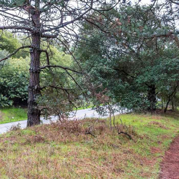 Near Graham Hill Trail Near Graham Hill Trail