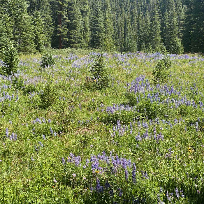Near Gore Range to Wheeler Lakes