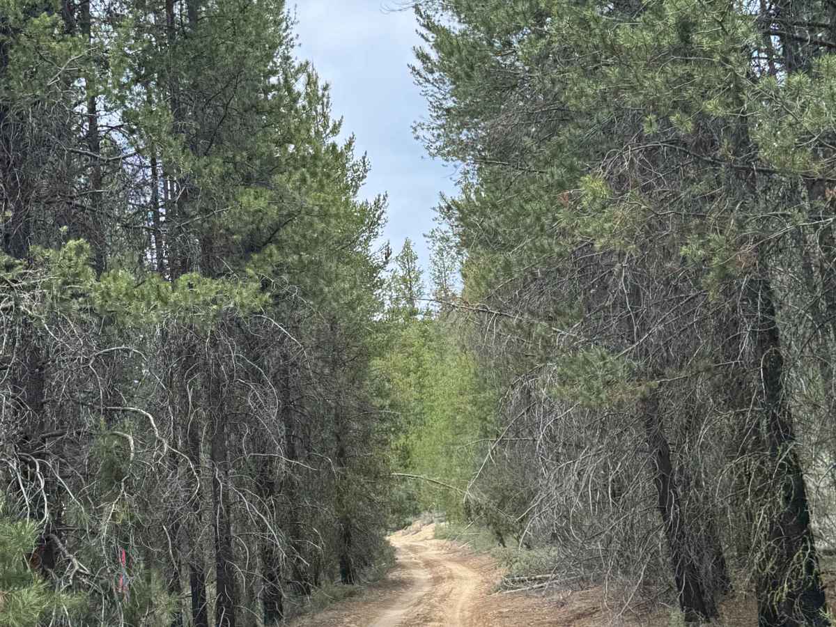 Little Walker Mountain - FS 9753 photo 5