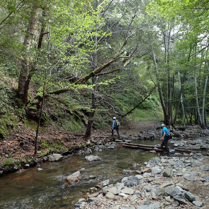 Yet another crossing of Moore Creek Near Moore Creek Trail