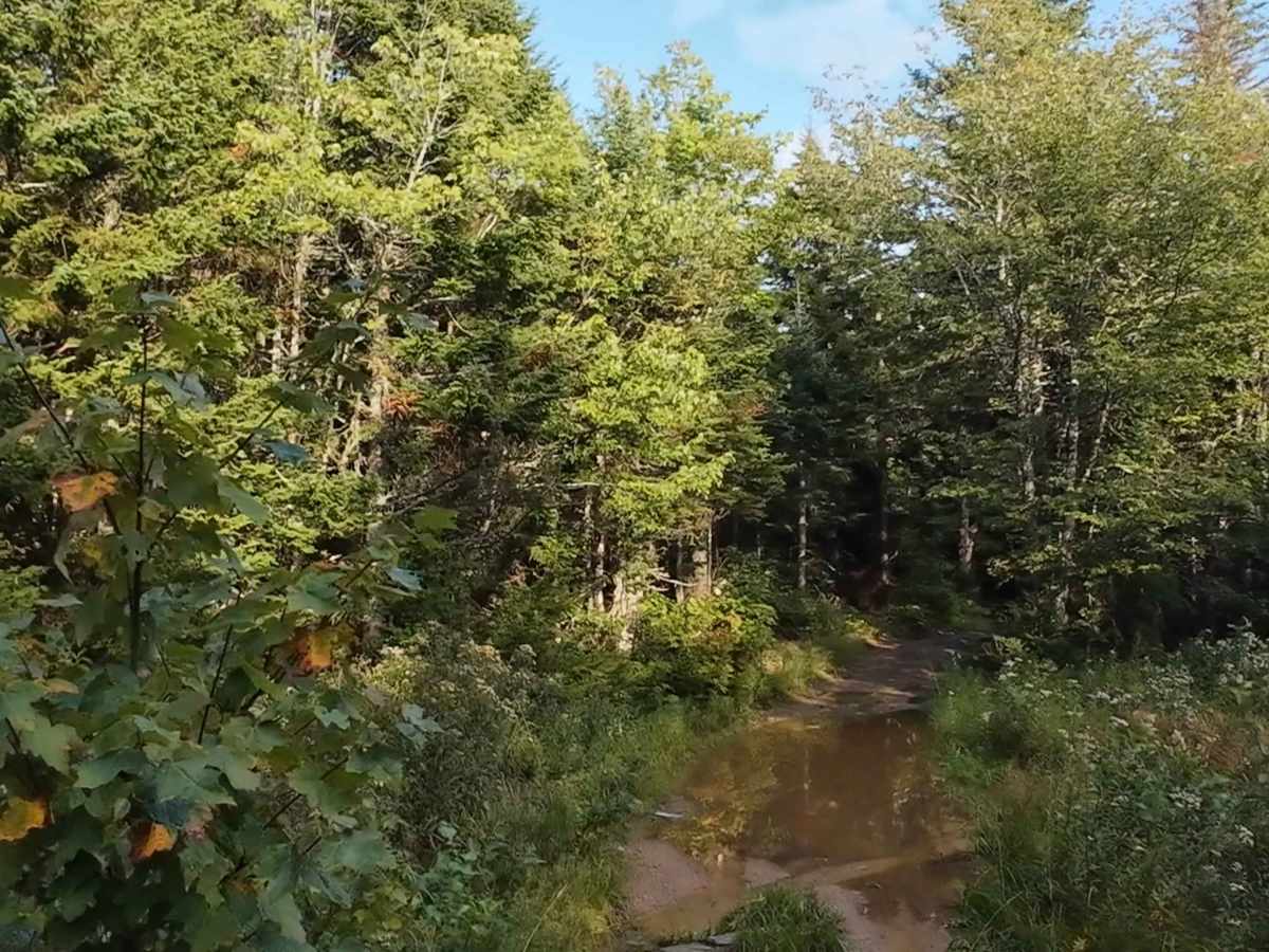 West Branch Turtle Creek photo 2
