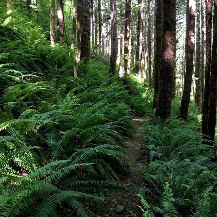These forests were lush with sword fern (shown here) as well as deer fern, maidenhair fern, coralroot, bleeding heart, corydalis, bunchberry, twinflower, pipsissewa, and other native plants. Near Wynoochee Lake Shore Trail