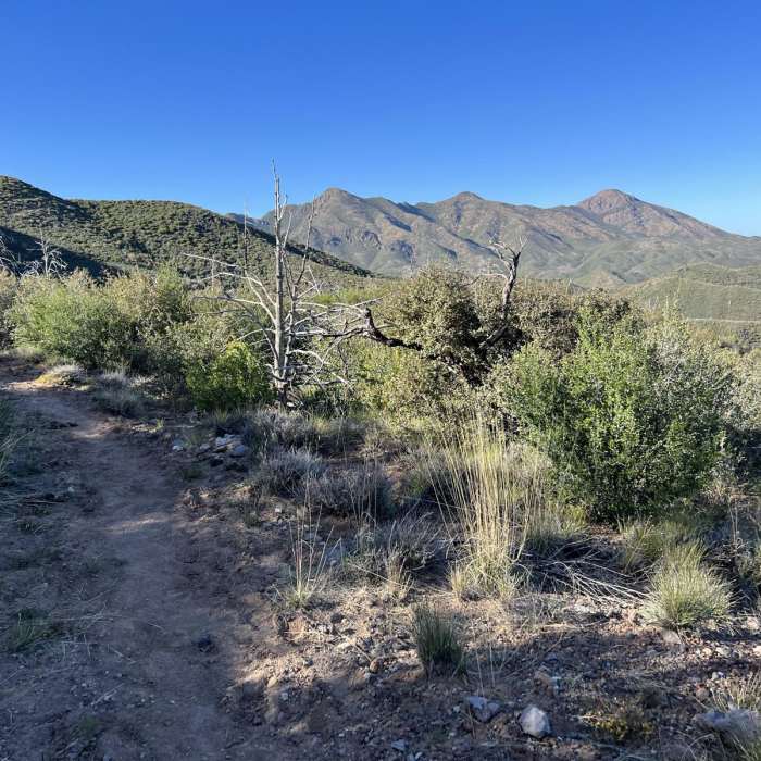 Near Saddle Mountain Trail #19