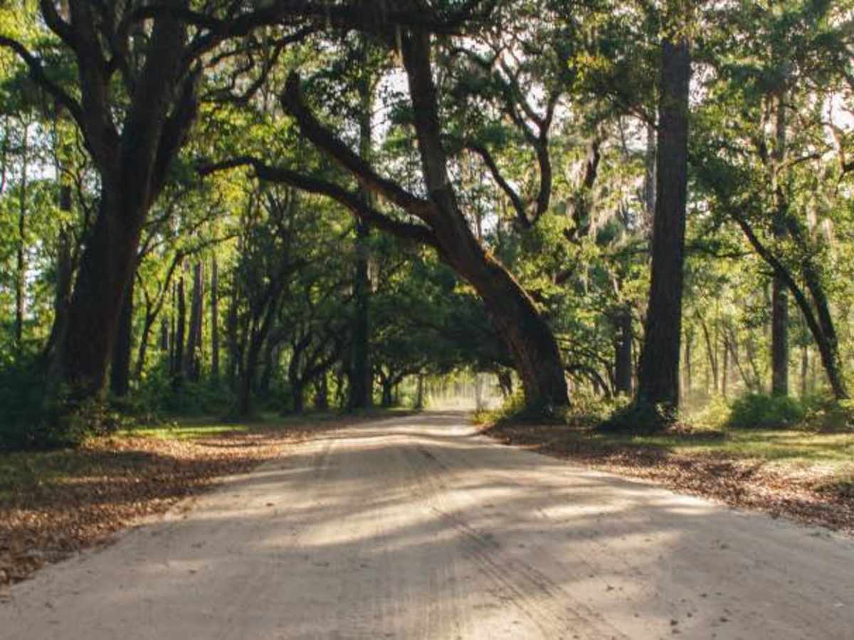 Santee Coastal WMA trail photo