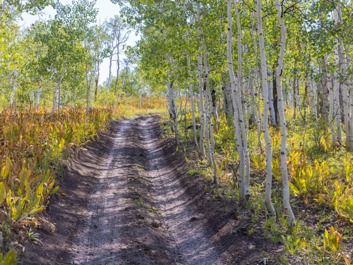 Pinchot to Cowboy Camp Trail photo 4