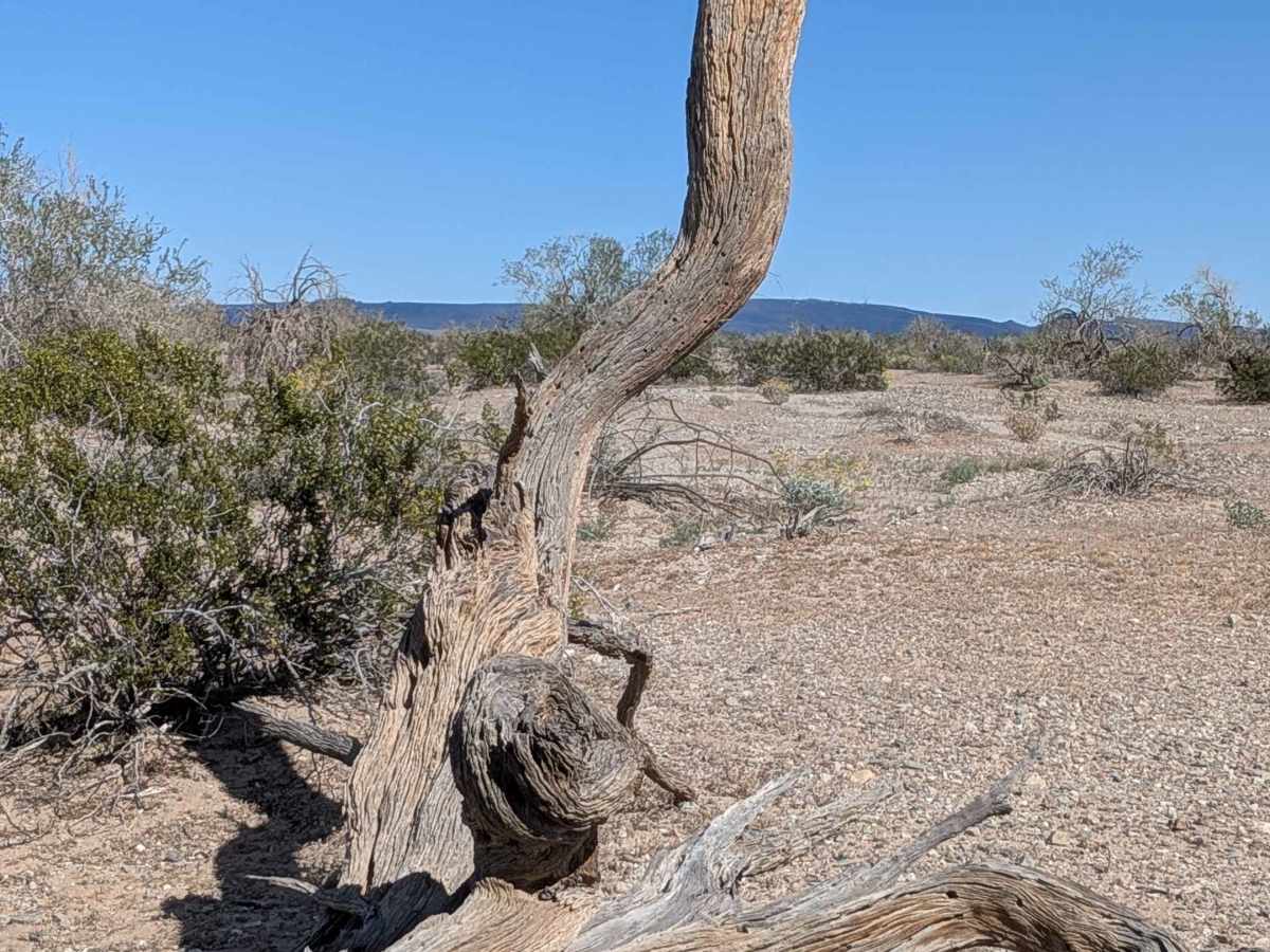 BLM 618 photo 4
