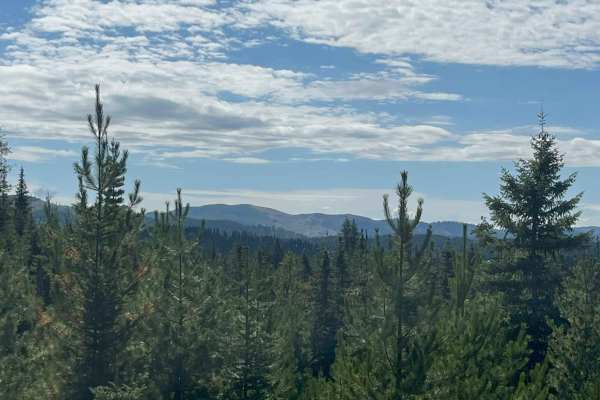 Moose Creek Old Logging Road Track